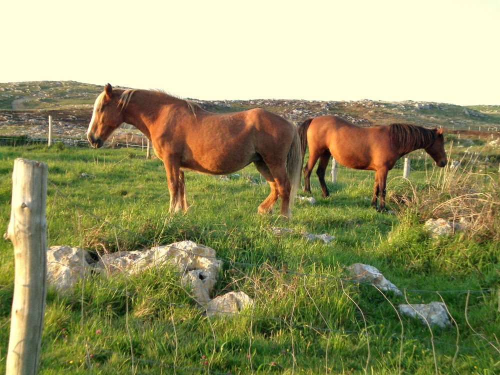 CABALLOS