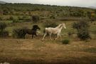 caballos libres