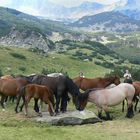 Caballos libres.Bulgaria.