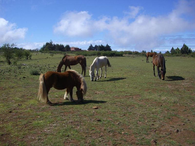 CABALLOS PASTANDO - TENERIFE