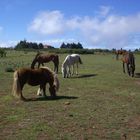 CABALLOS PASTANDO - TENERIFE