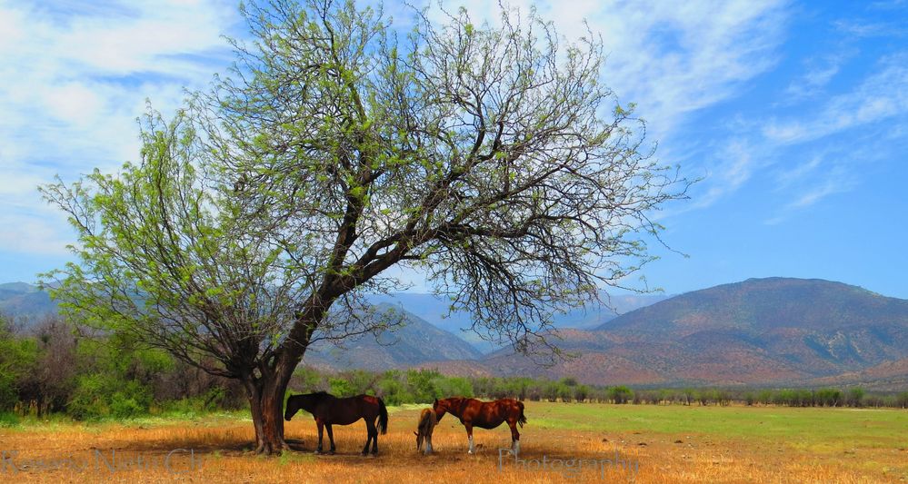 Caballos Pelele