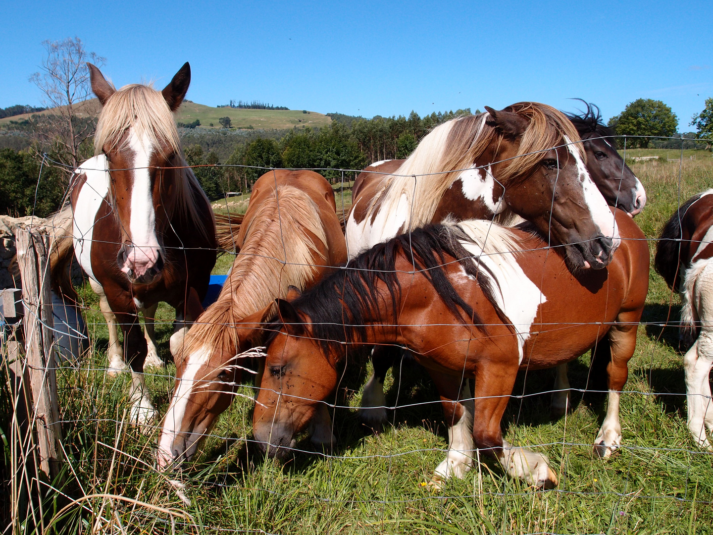 caballos pintos