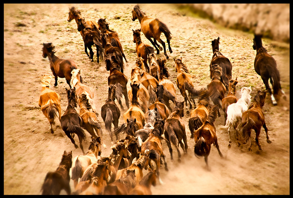 Caballos Salvajes