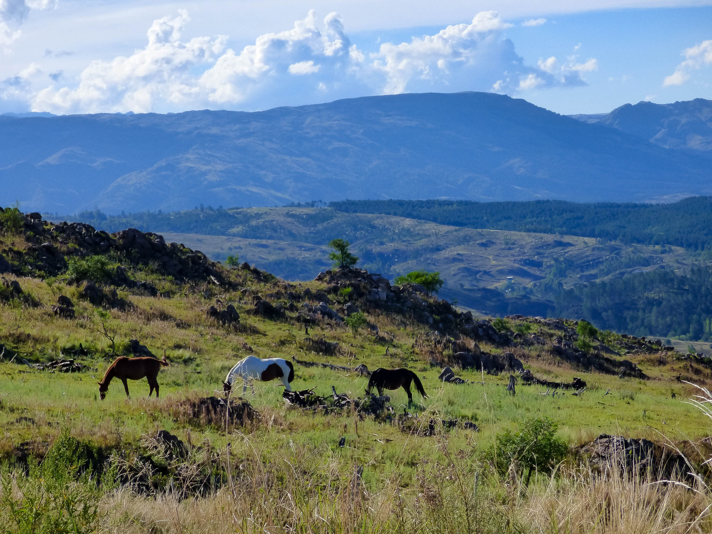 Caballos serranos 