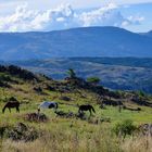 Caballos serranos 