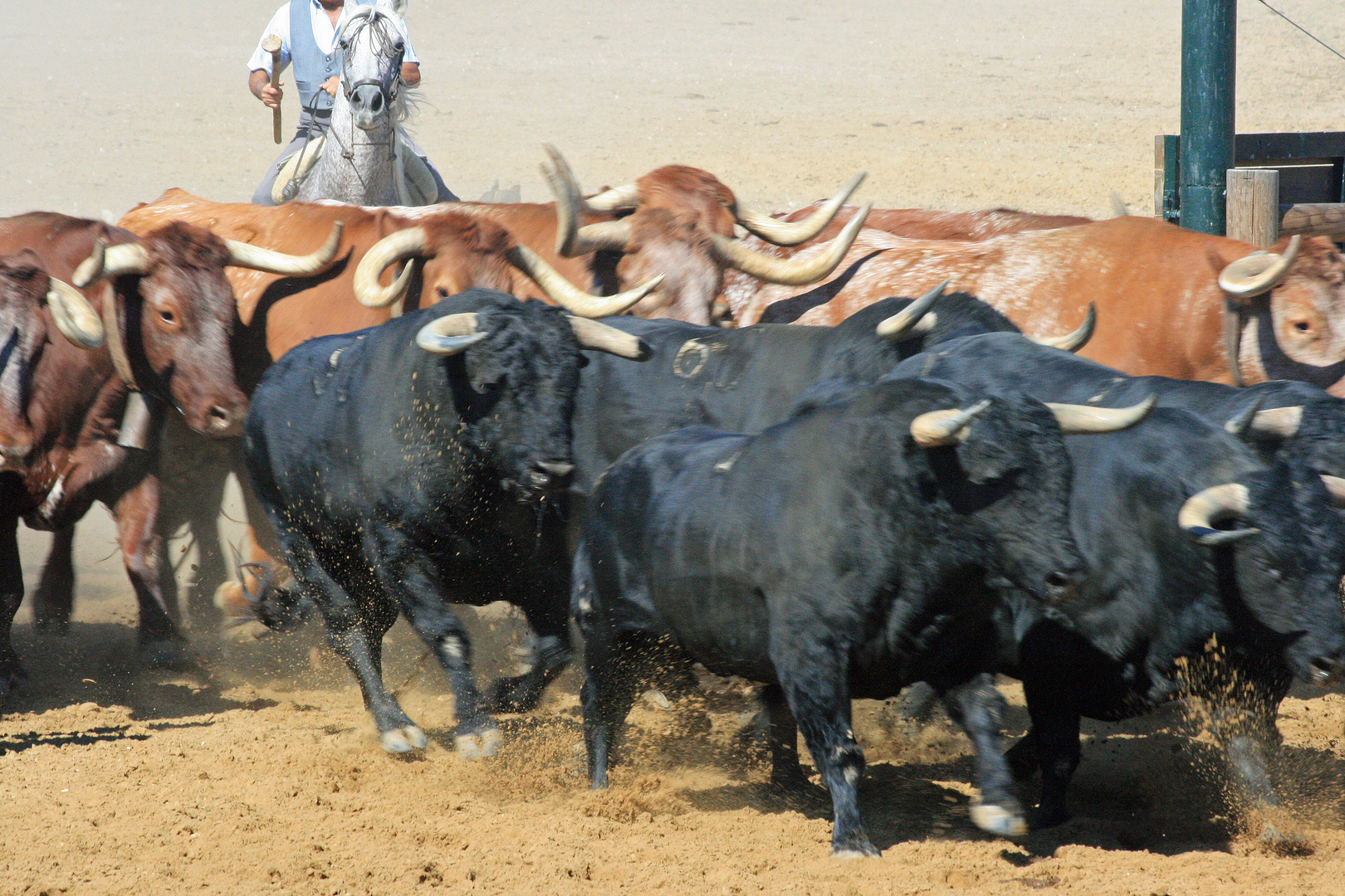 Caballos y toros