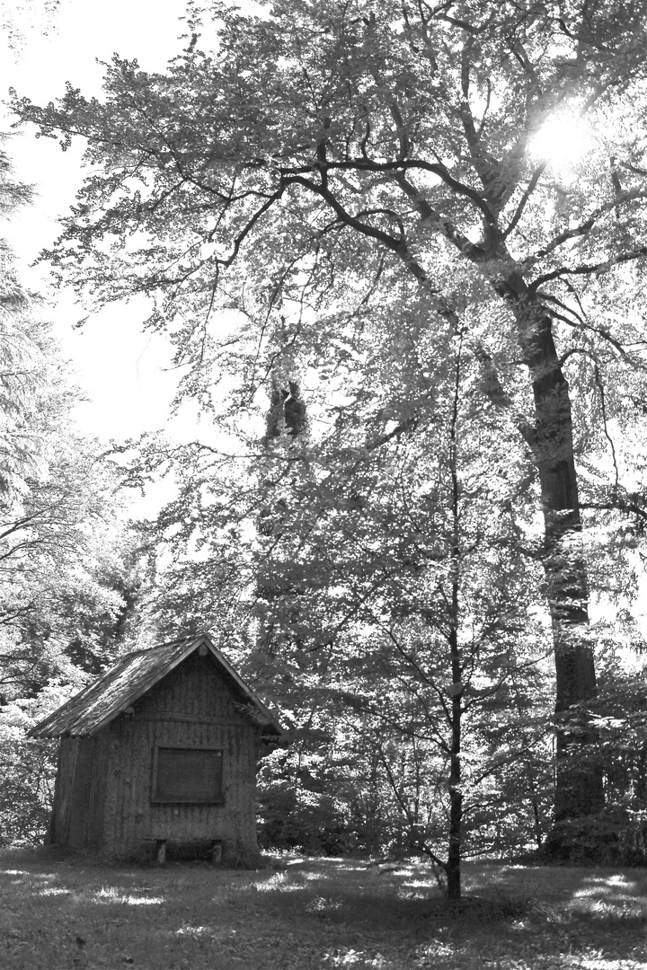 cabane à l'ombre des arbres