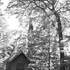 cabane à l'ombre des arbres