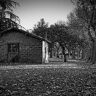 Cabane au milieu des Arbres