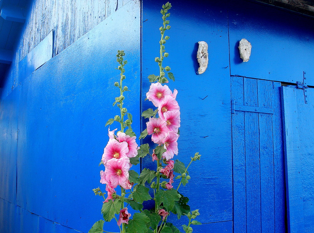 CABANE BLEUE