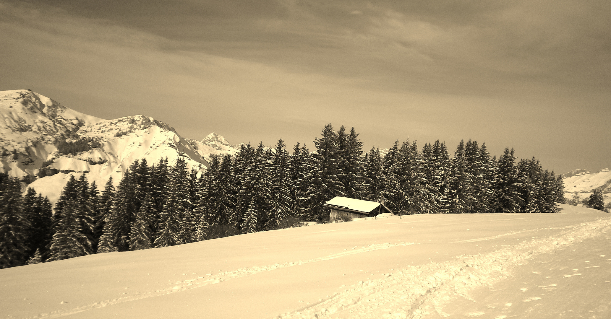 cabane en foret