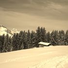 cabane en foret