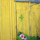 cabane en Oleron