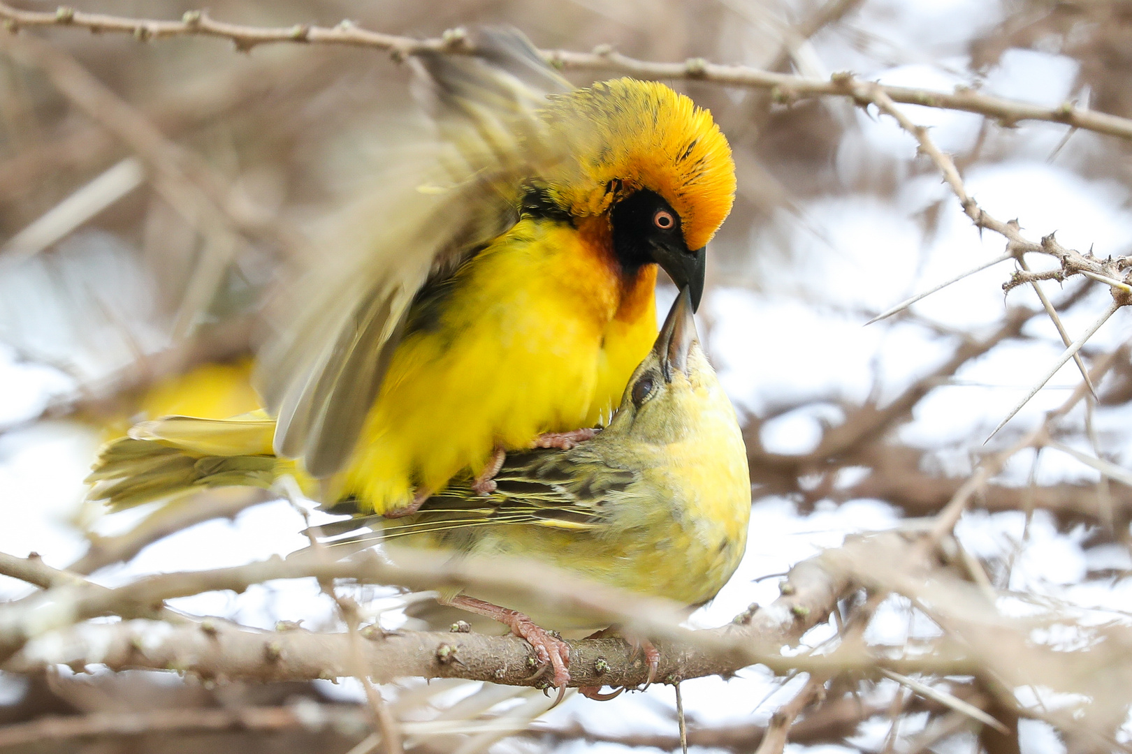 Cabanis-Webervögel... (Ploceus velatus)