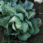 cabbage 12