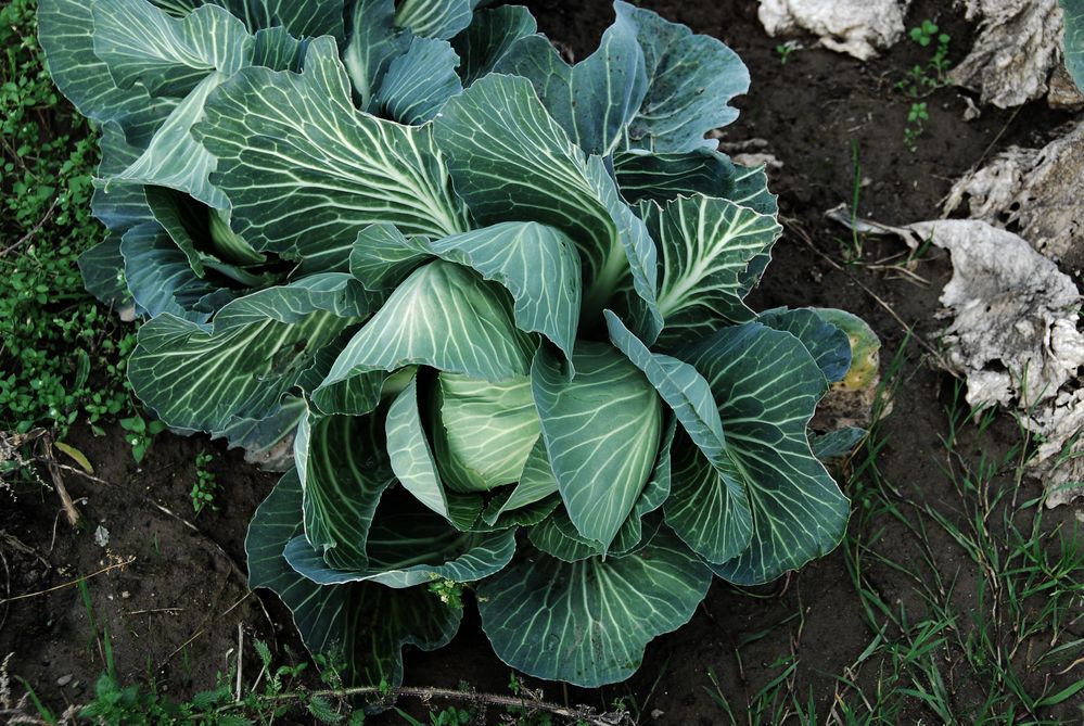 cabbage 12