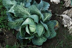 cabbage 12