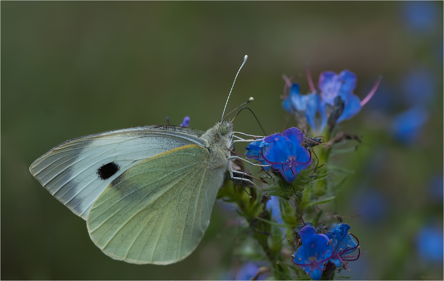 Cabbage butterfly