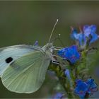 Cabbage butterfly