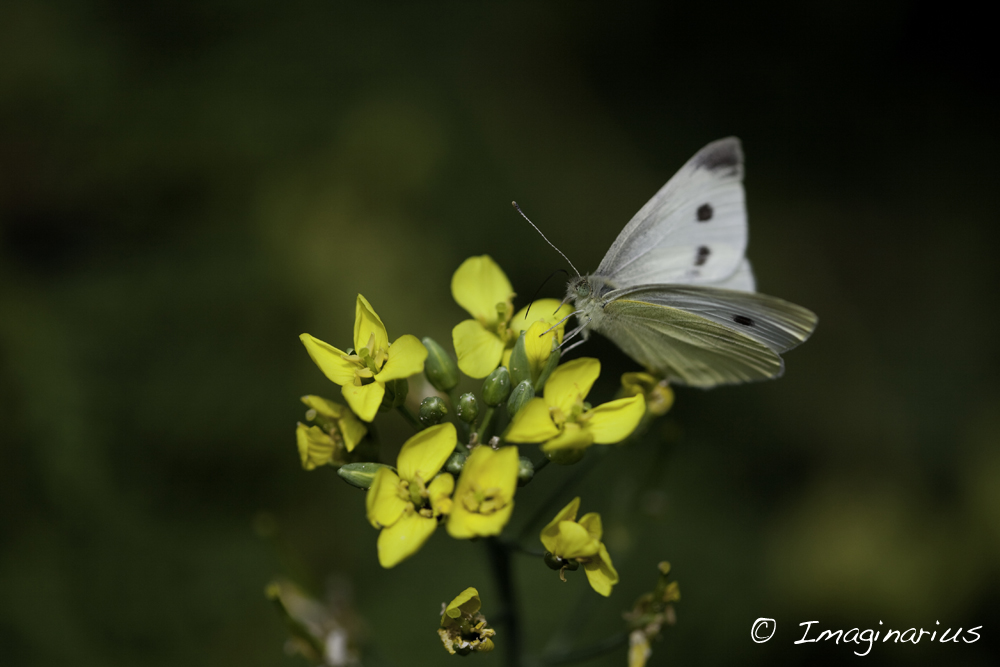 cabbage butterfly - Kleiner Kohlweißling