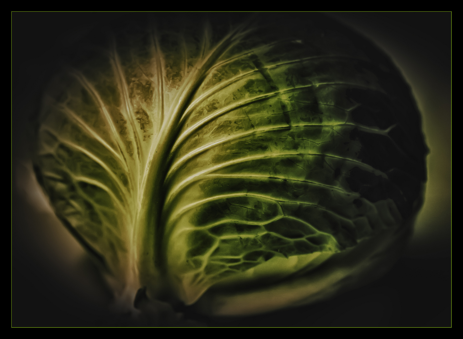 Cabbage