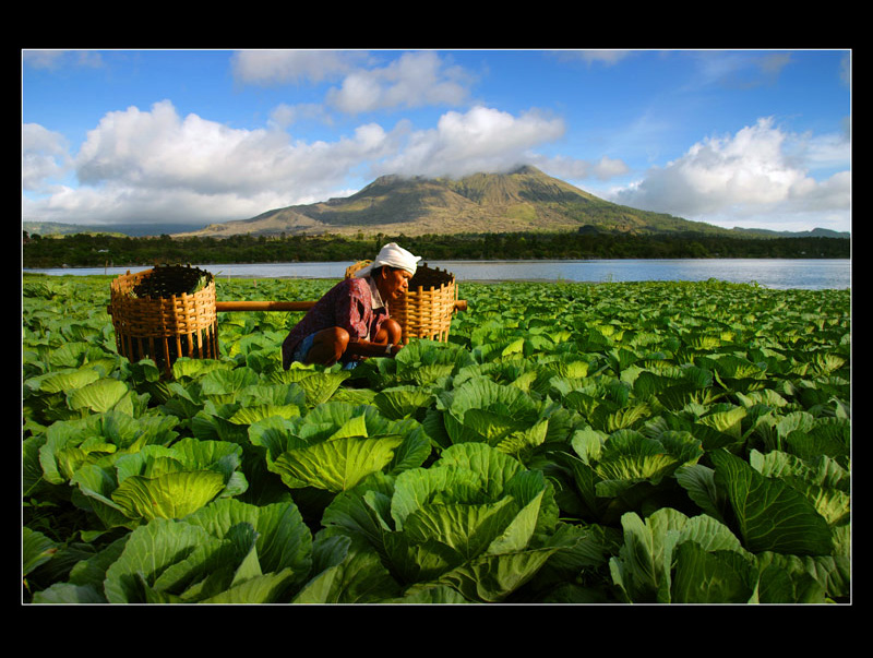Cabbage Farmer