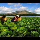 Cabbage Farmer