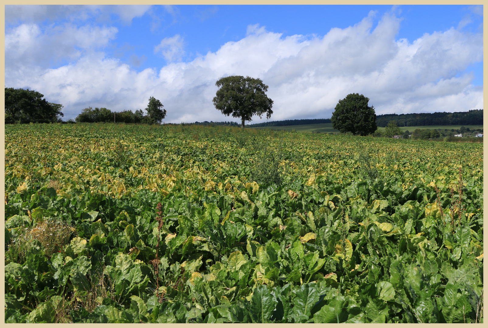 cabbage field near Bircher