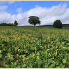 cabbage field near Bircher