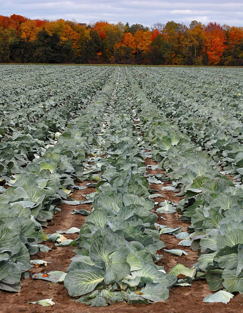 Cabbage growing in the Fall