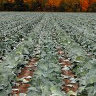 Cabbage growing in the Fall