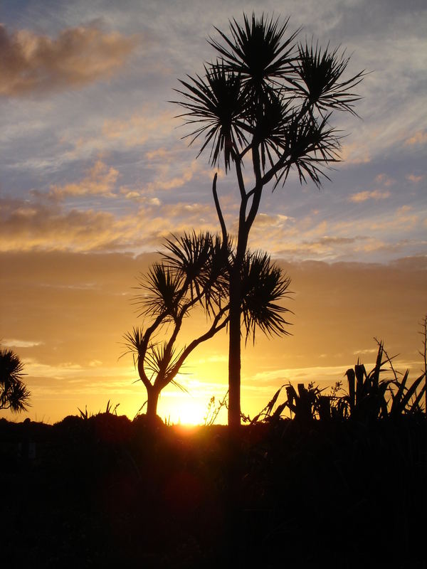 Cabbage Tree