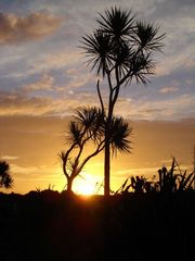 Cabbage Tree