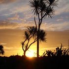 Cabbage Tree