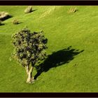 Cabbage Tree