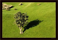 Cabbage Tree