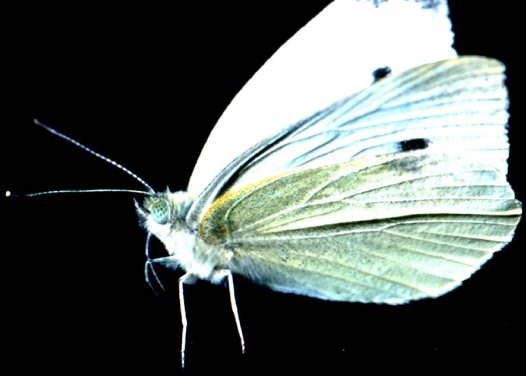 cabbage white butterfly