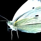 cabbage white butterfly