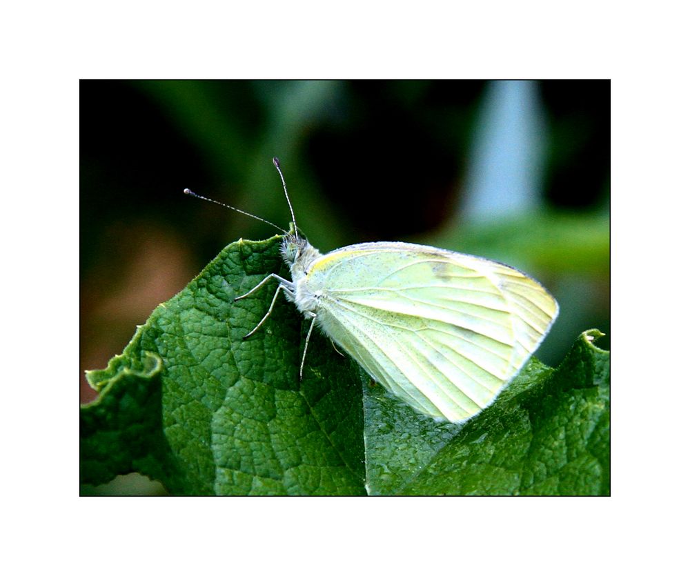 Cabbage White - Pieris rapae