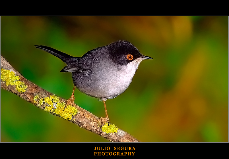 Cabecinegra.