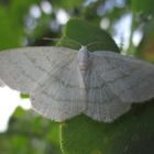  Cabera pusaria- Weißstirn Weißspanner  