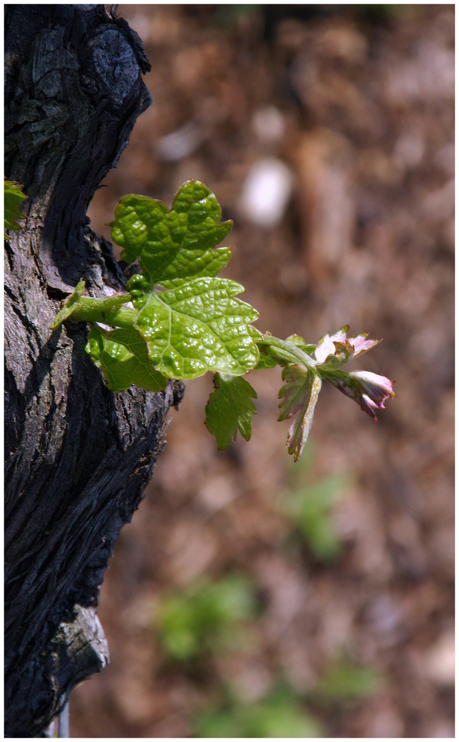 Cabernet Sauvignon