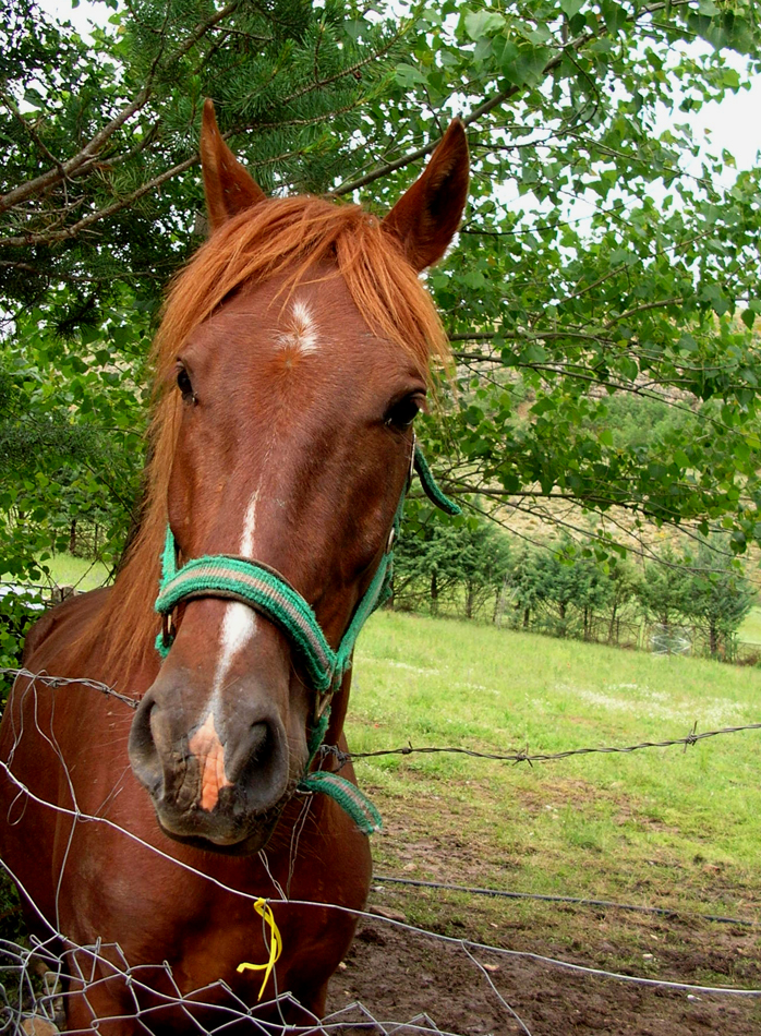 cabeza de caballo