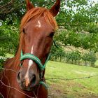 cabeza de caballo