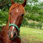 cabeza de caballo