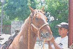 CABEZA DE CABALLO