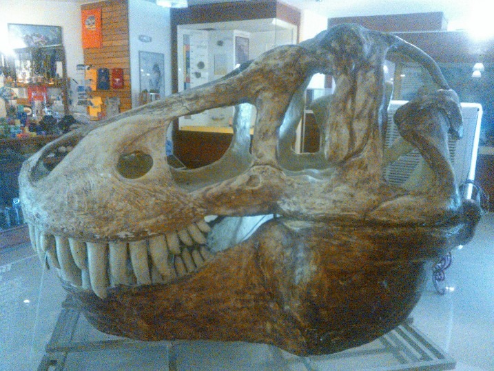 Cabeza de Dinosaurio