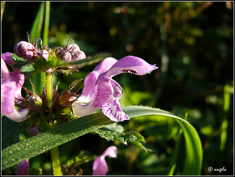 Cabezuela de falsa ortiga (lamium maculatum)