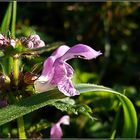 Cabezuela de falsa ortiga (lamium maculatum)